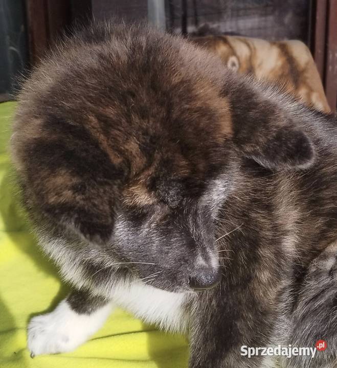 Akita inu pręgowana Rajszew