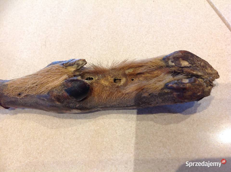 Stary Nóż Myśliwski Akcesoria, narzędzia i noże Nowa Sól