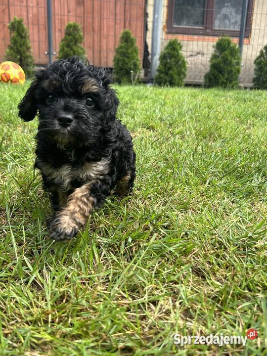 Cavapoo małopolskie Bukowno