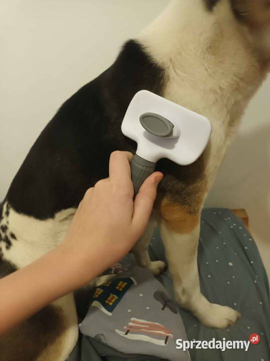 szczotka do czesania psakota Chełmiec sprzedam