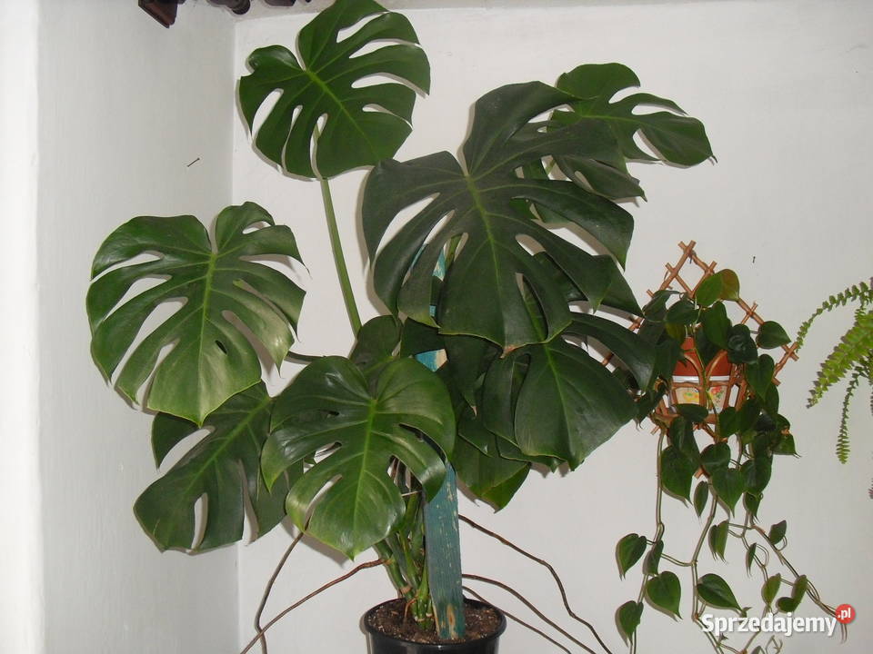 Kwiat MONSTERA Zielone Dom i Ogród Bielawa