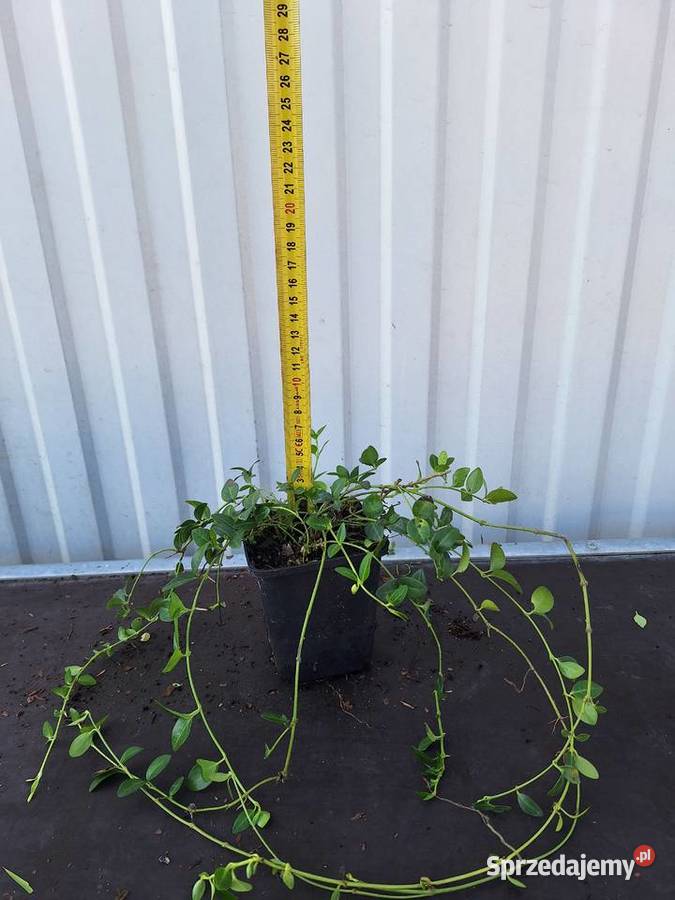 barwinek Liściaste sprzedam