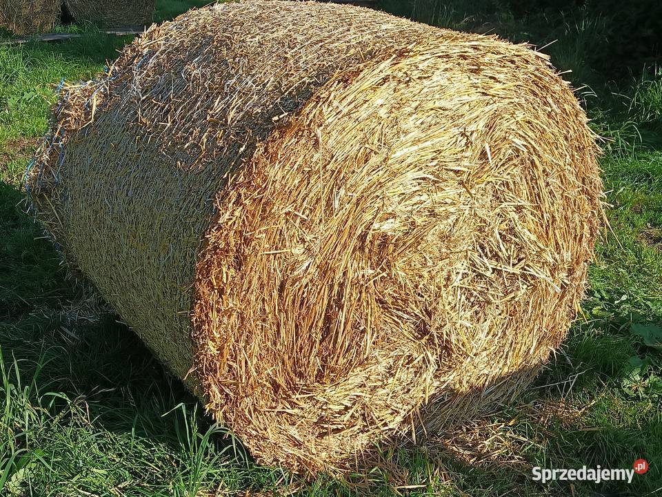 Siano słoma bele baloty Trawy, słoma Zamienice