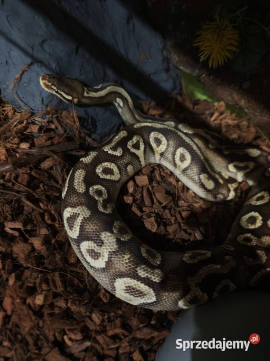 Pyton krolewski Mojave Yellowbelly het ghost Gady i płazy śląskie Książenice sprzedam