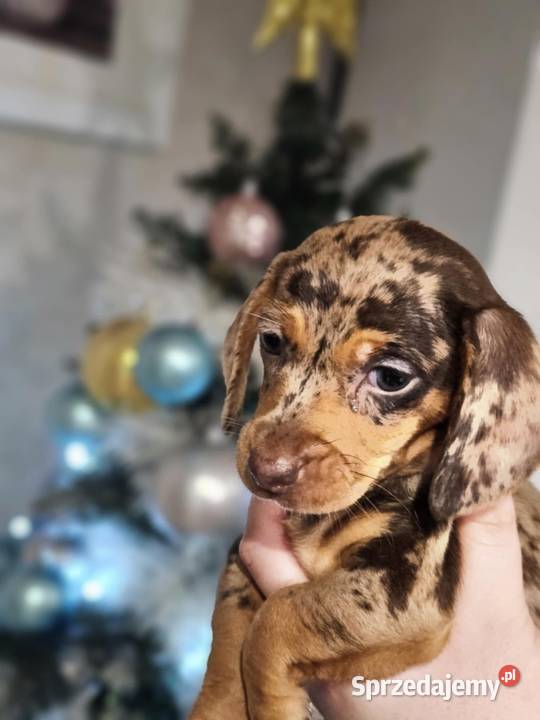 Jamnik krótkowłosy merle miniatura Strzegowo