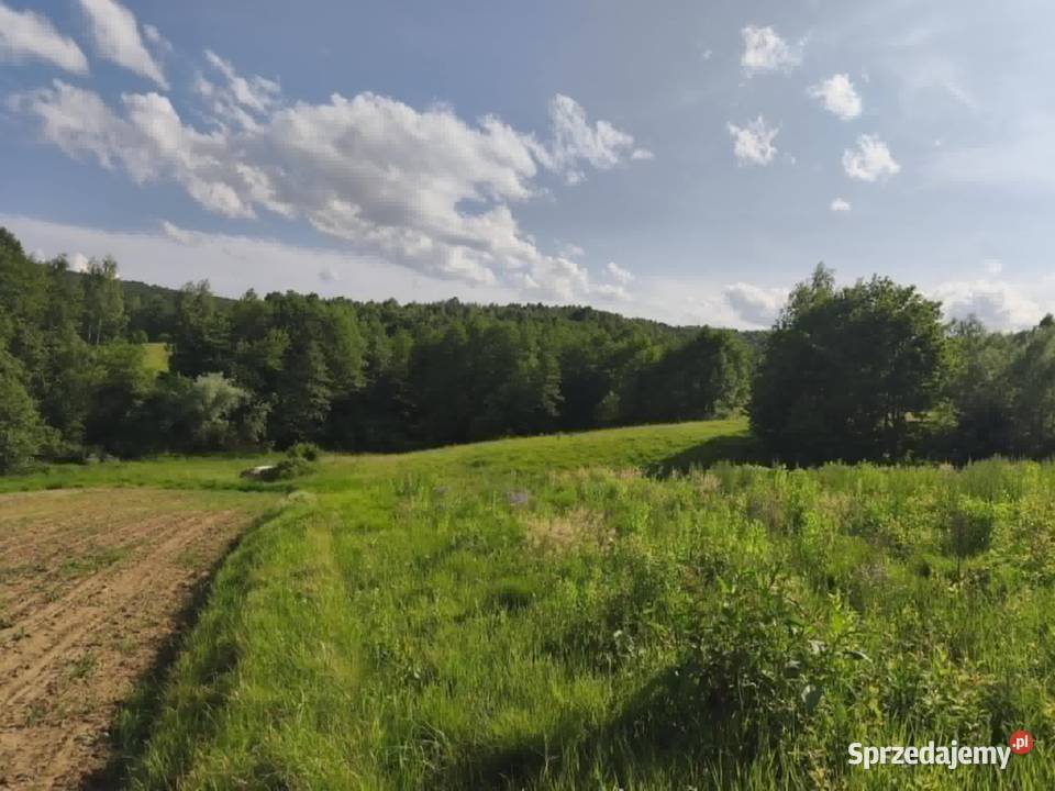 Działka w Lipnicy Dolnej 99 arów Sprzedaż Lipnica Dolna sprzedam
