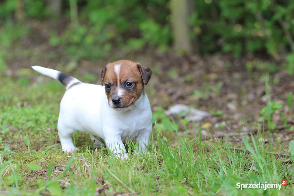 Piesek Jack Russell Terrier krótkowłosy Szczucin