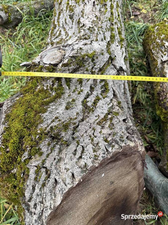 Orzech włoski 2 55 m i 4 m średnica 60 Ogród sprzedam