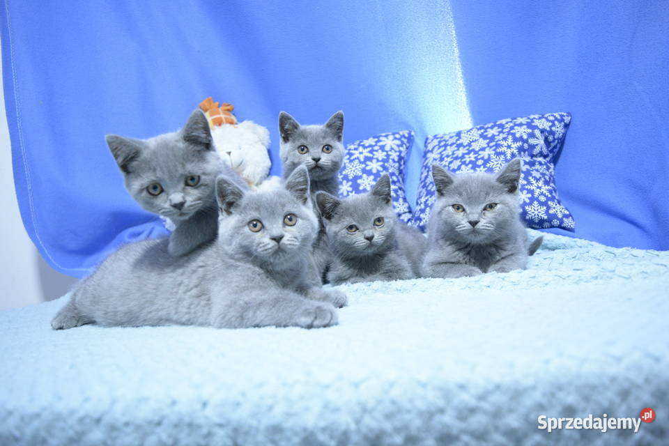 Kociaki brytyjskie na Gwiazdkę Ciechanów