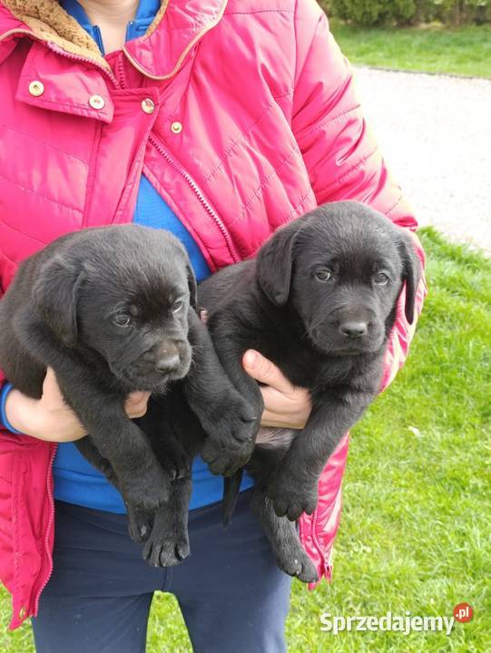 Pieski czarne biszkoptowe Labradory Retriever Tarnów