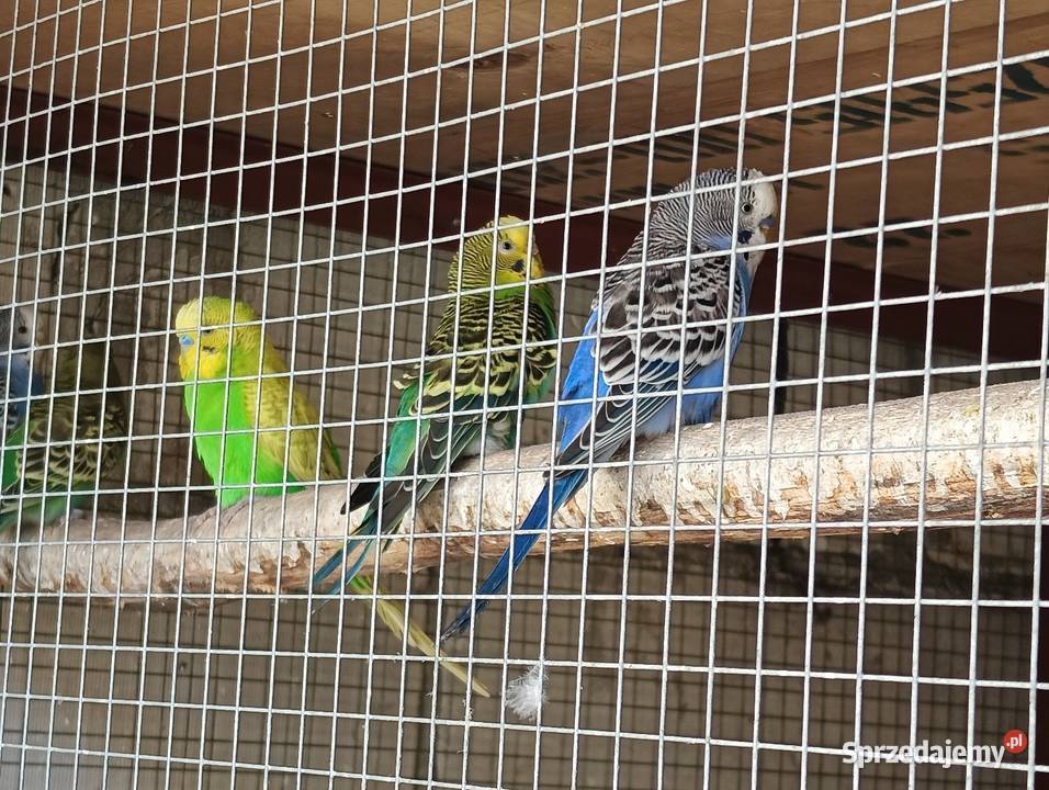 Papugi faliste Pniewy sprzedam
