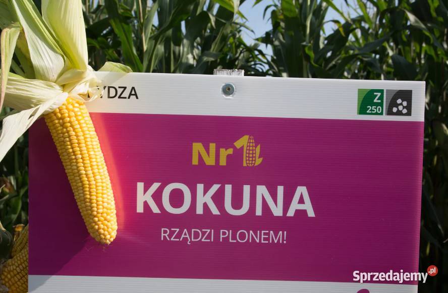 Nasiona kukurydzy IGP KOKUNA łódzkie Kutno