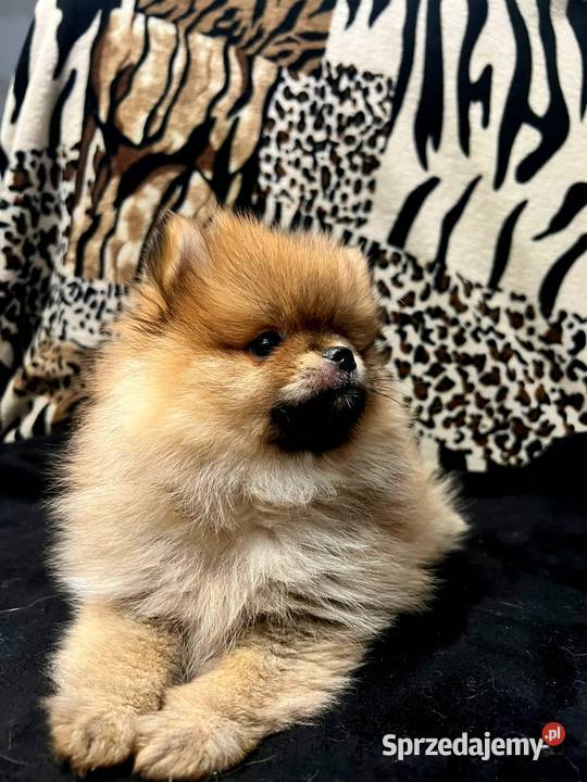 Szpic miniaturowy Pomeranian ORANGE Łódź sprzedam
