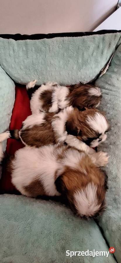 Shih Tzu szczeniaczki mazowieckie Przysucha