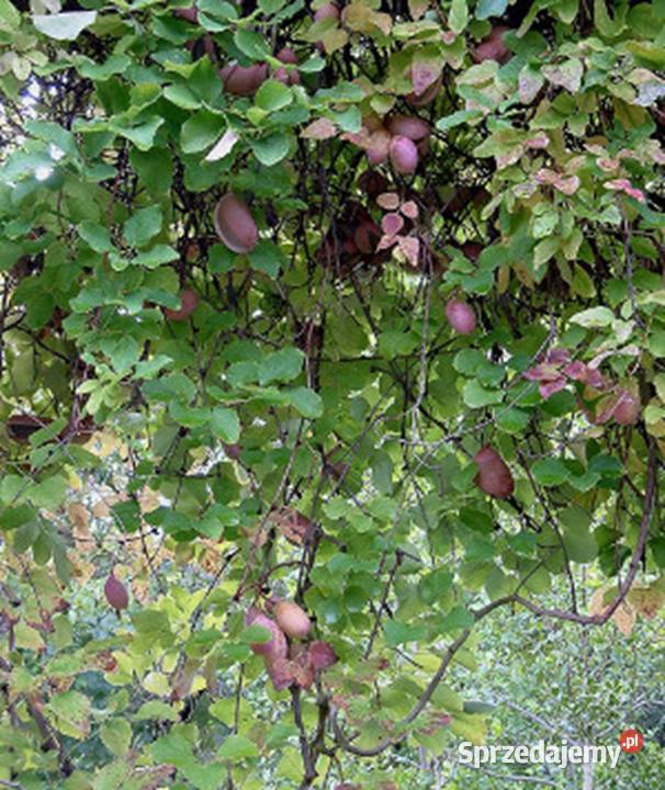 AKEBIA TRÓJLISTKOWA Akebia trifoliata NASIONA Lubanie