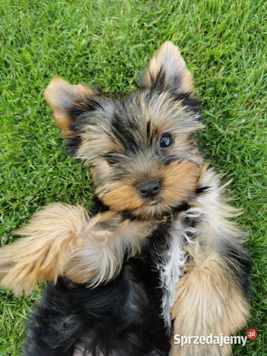 Yorkshire terrier piesek York Szczecin