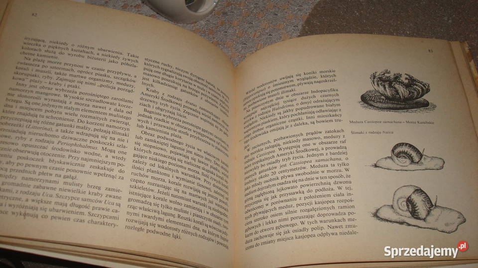 Świat koralowych raf Samek jsa Kruszwica