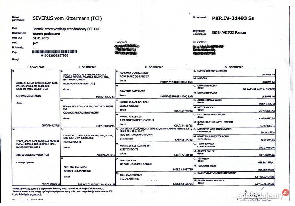 Jamnik Szorstkowłosy Standardowy ZKWP FCI łódzkie Skierniewice