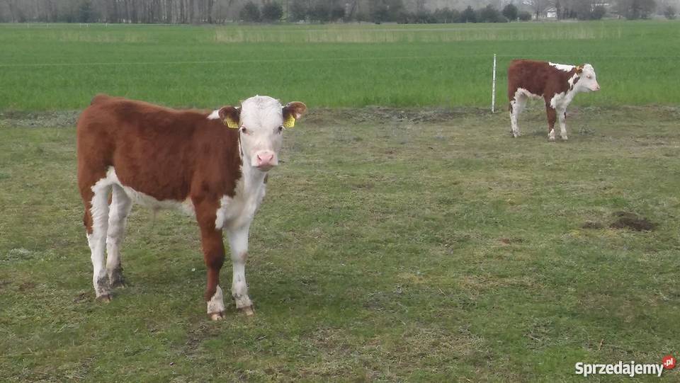 byczki 45 msc odsadki małe Hereford Łęg Baliński sprzedam