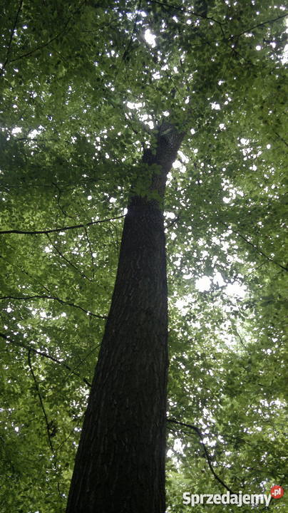 dąb na pniu mazowieckie Grodzisk Mazowiecki sprzedam
