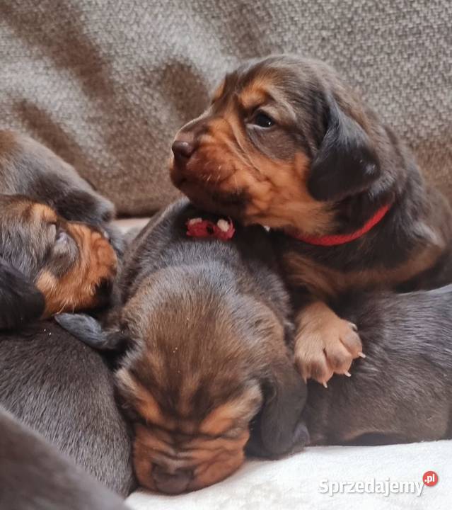 Szczeniak Ogar Polski Biłgoraj