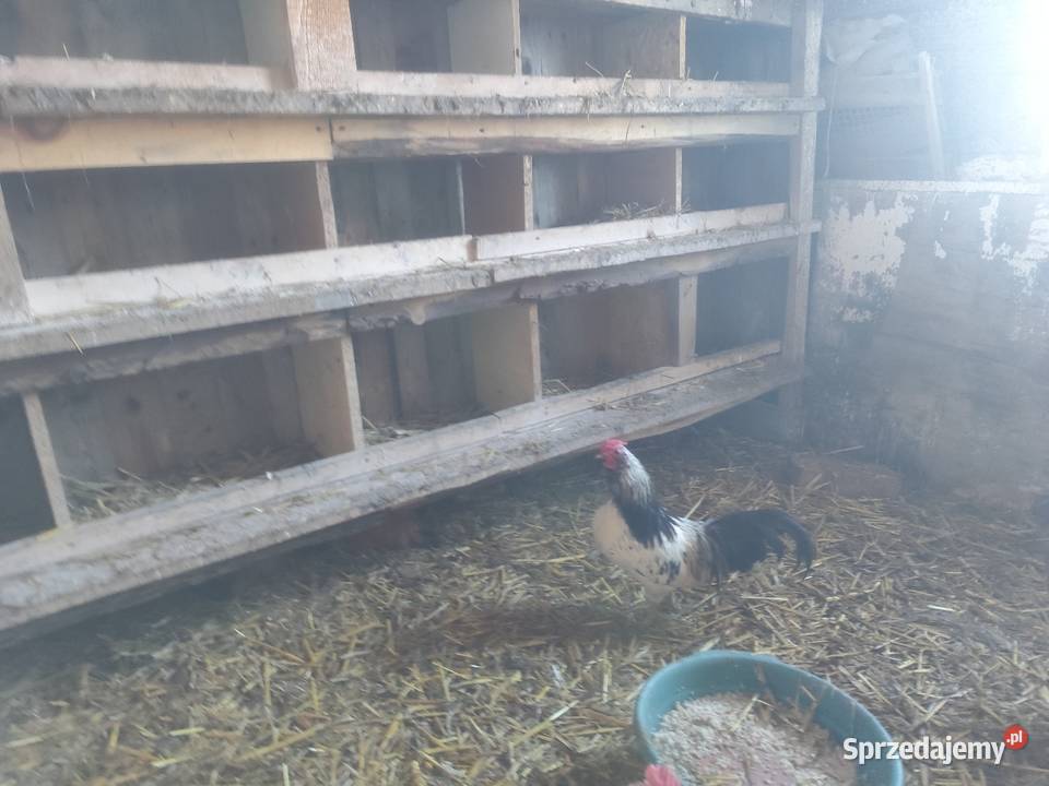 Koguciki cwerki Kościan sprzedam