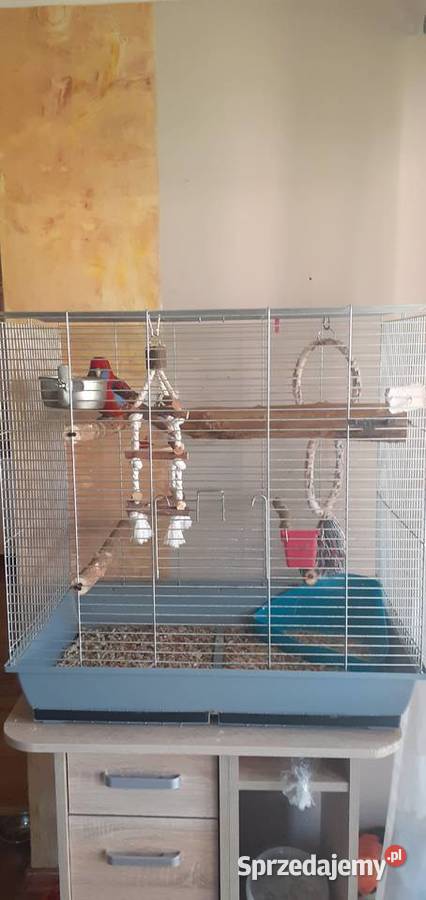 Sprzedam papugę Rozelle Królewską mazowieckie Juliszew sprzedam