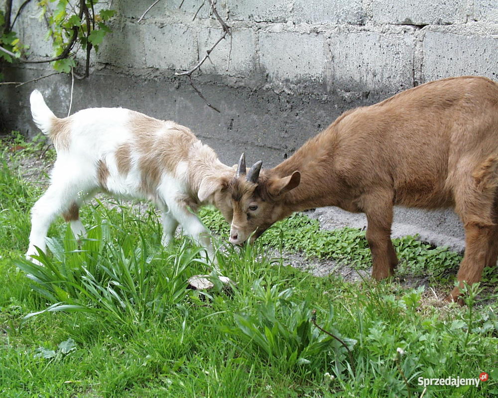 kozy koziołki Pozostałe Wroniawy