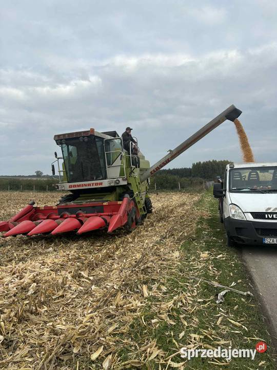 Zbiór zbóż kukurydzy Pińczów