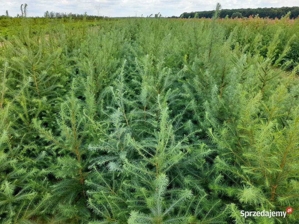 Klon morwa katalpa catalpa modrzew podkładki do Puławy sprzedam
