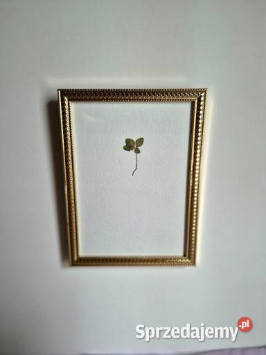 Czterolistna koniczyna na prezent ślubny na małopolskie Brzesko