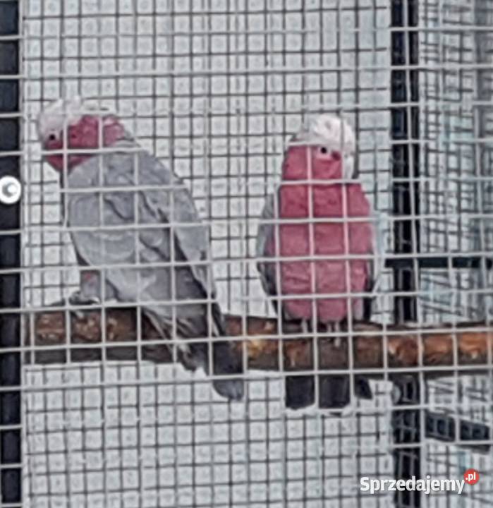Kakadu Różowe para Bystra sprzedam