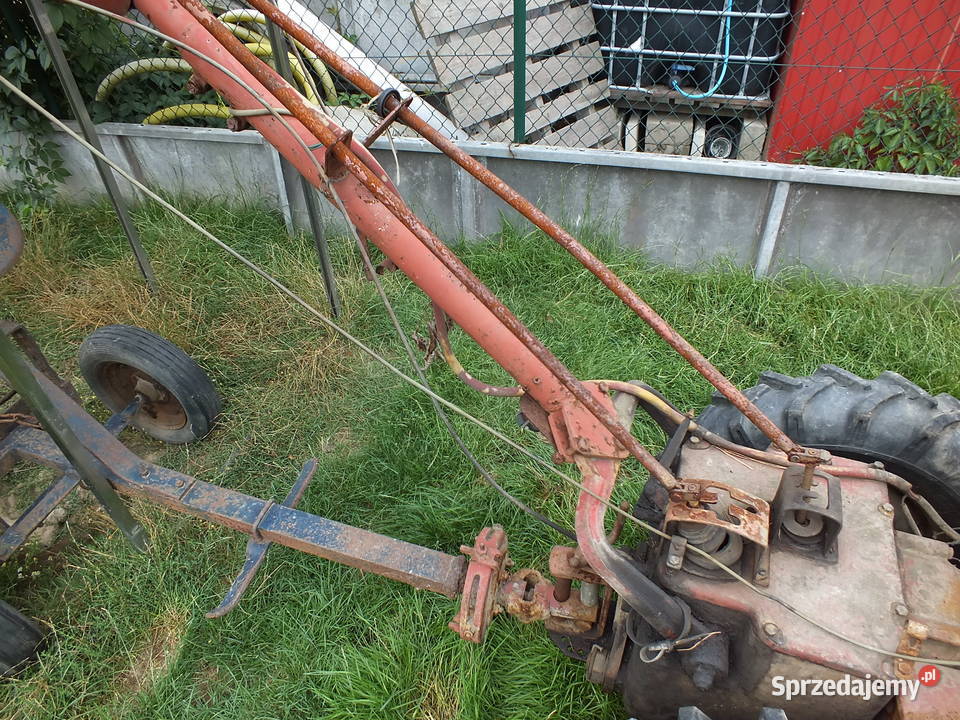 Dzik 221 Sprawny Kurier ŚLĄSK Golasowice
