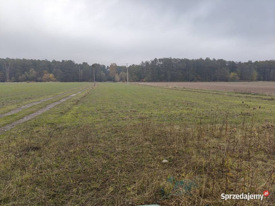 Syndyk sprzeda Kobierne 16zł/m2 Grunty i działki