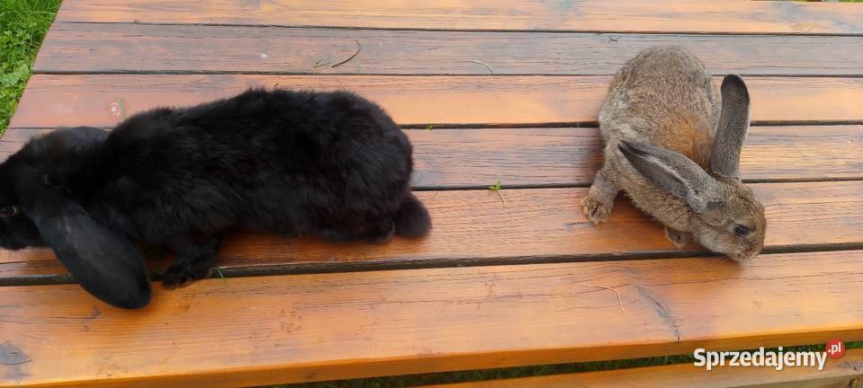 Sprzedam króliki hodowlane udomowione i na mięso sprzedam