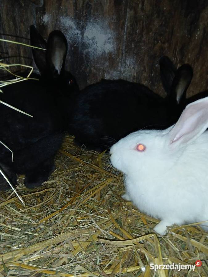 Króliki samce samice 6 i 7 miesieczne mieszańce Wielopole Skrzyńskie