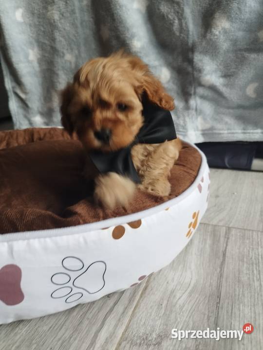 Cavapoo f1b