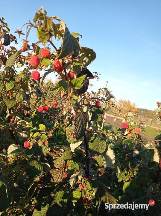 Sadzonki malin Marawilla mazowieckie Czerwińsk nad Wisłą