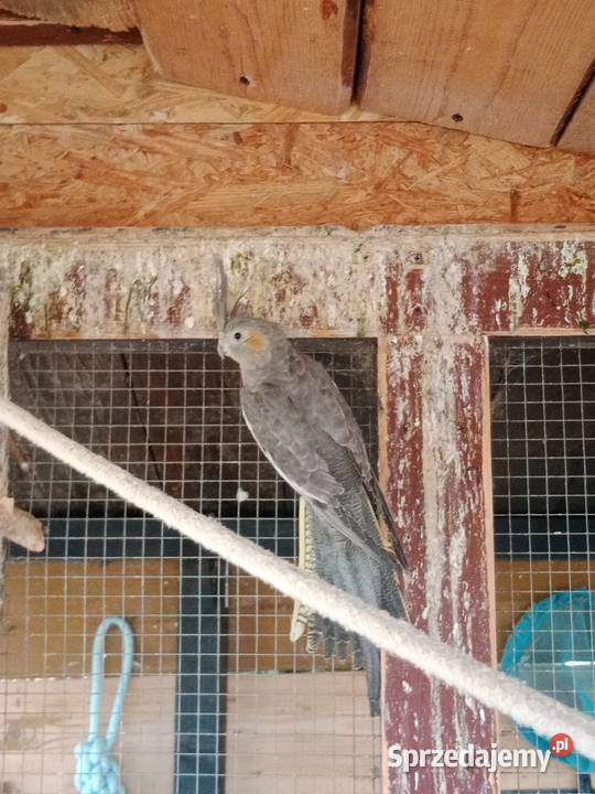 Młode nimfy Warszowice