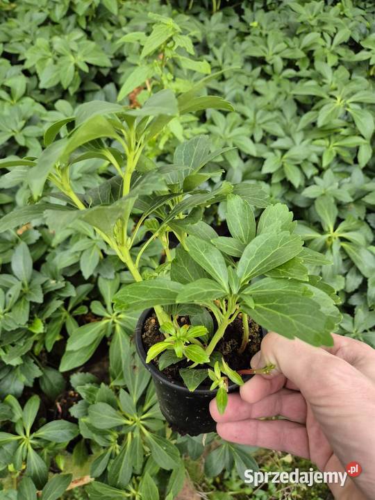 Runianka Japońska Piękne sadzonki Wysyłka Sycewo