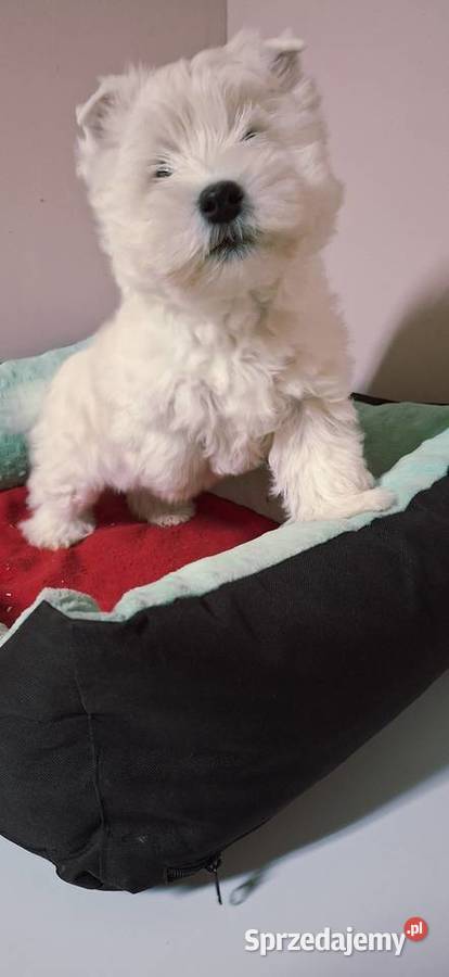 West Higchland White Terrier mazowieckie Przysucha