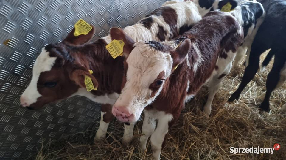 sprzedam cielaki byczki mięsne POLSKIE Konin