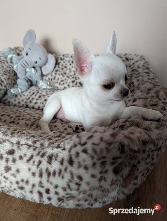 Chihuahua krótkowłosy biały ZKwP Złaków Borowy