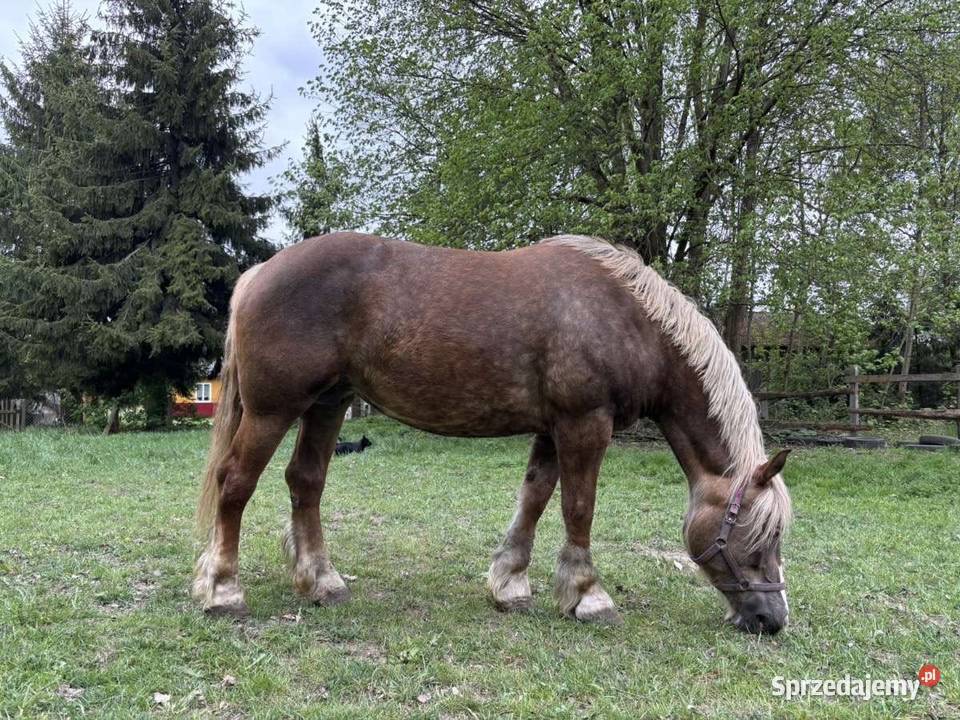 Sprzedam klacze zimnokrwiste Konie