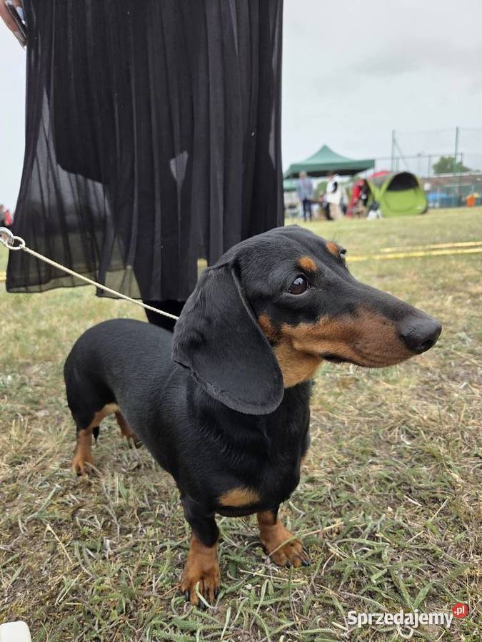 Jamnik Miniaturowy piesek FCI Poznań