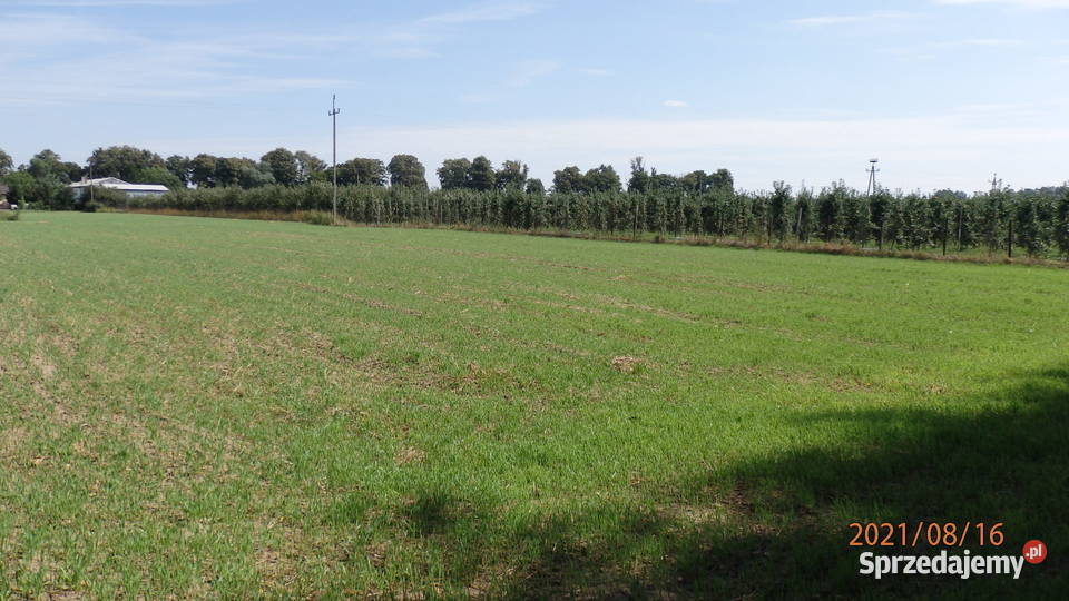 Sprzedam działkę budowlano inwestycyjna Głogówko Królewskie