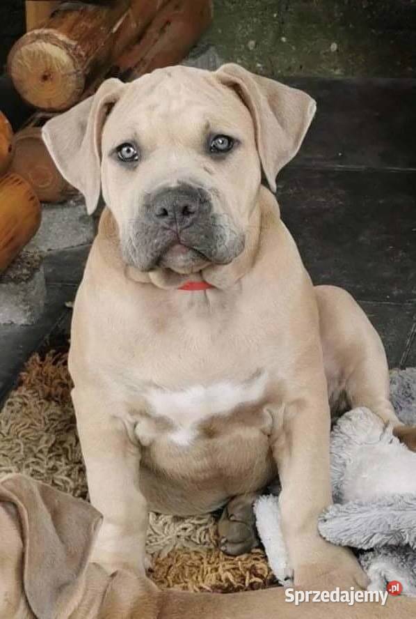 Amstaff BLUE TRICOLOR Dęblin