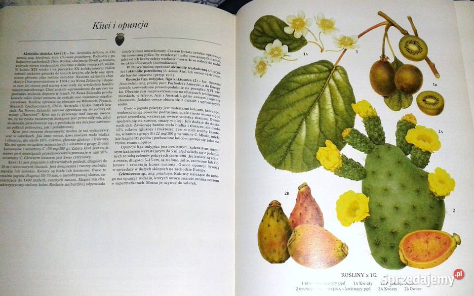 Rośliny jadalne John Vaughan lubelskie