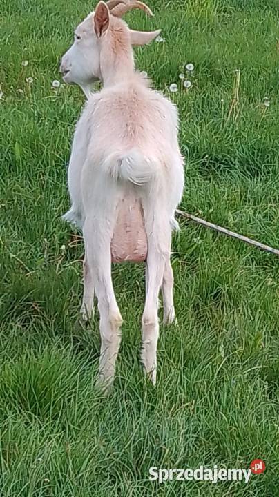 koza mleczna seańska 70 Biszcza sprzedam