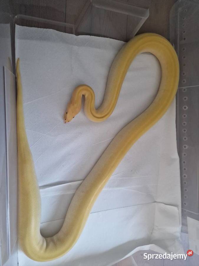 Pyton birmański pyton tygrysi samica Wrocław